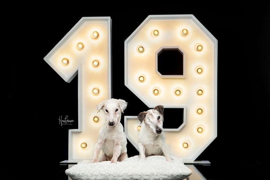 19-Year-Old Jack Russell Brothers Celebrate Their Birthday In Style 19-Year-Old Jack Russell Brothers Celebrate Their Birthday In Style