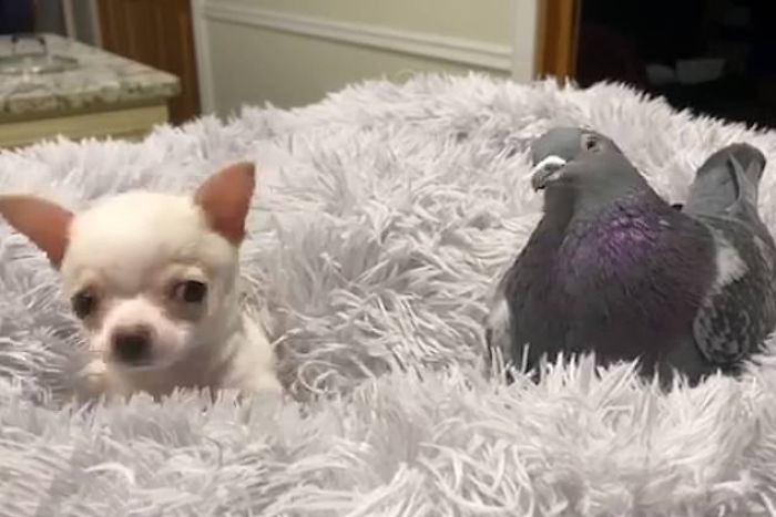 Meet Herman, The Flightless Pigeon And His Best Friend Lundy, The Chihuahua Who Can't Walk Meet Herman, The Flightless Pigeon And His Best Friend Lundy, The Chihuahua Who Can't Walk