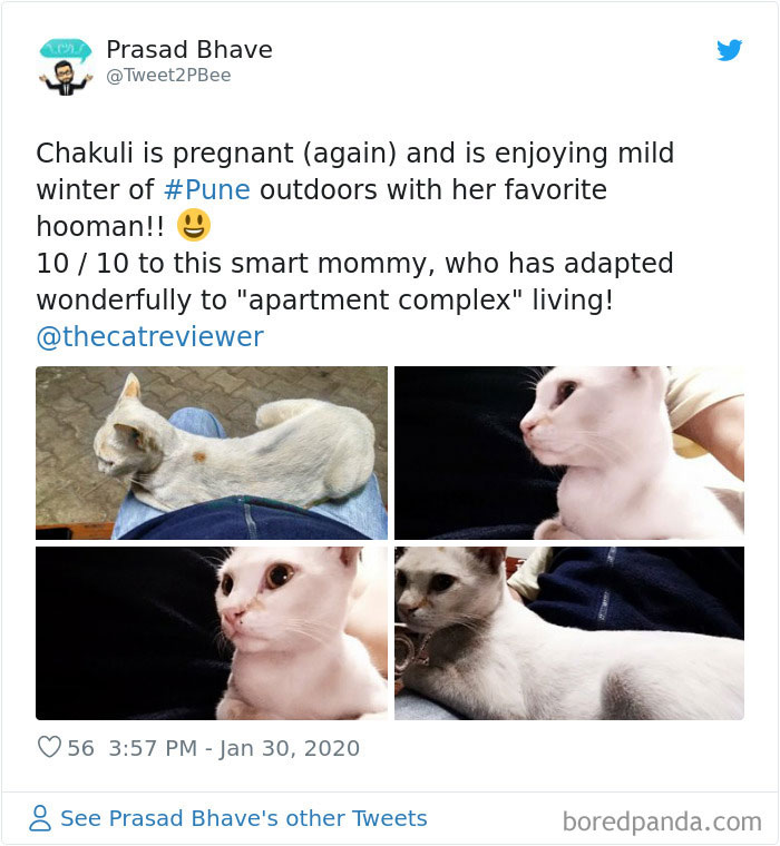 People-Review-Cats-Thecatreviewer