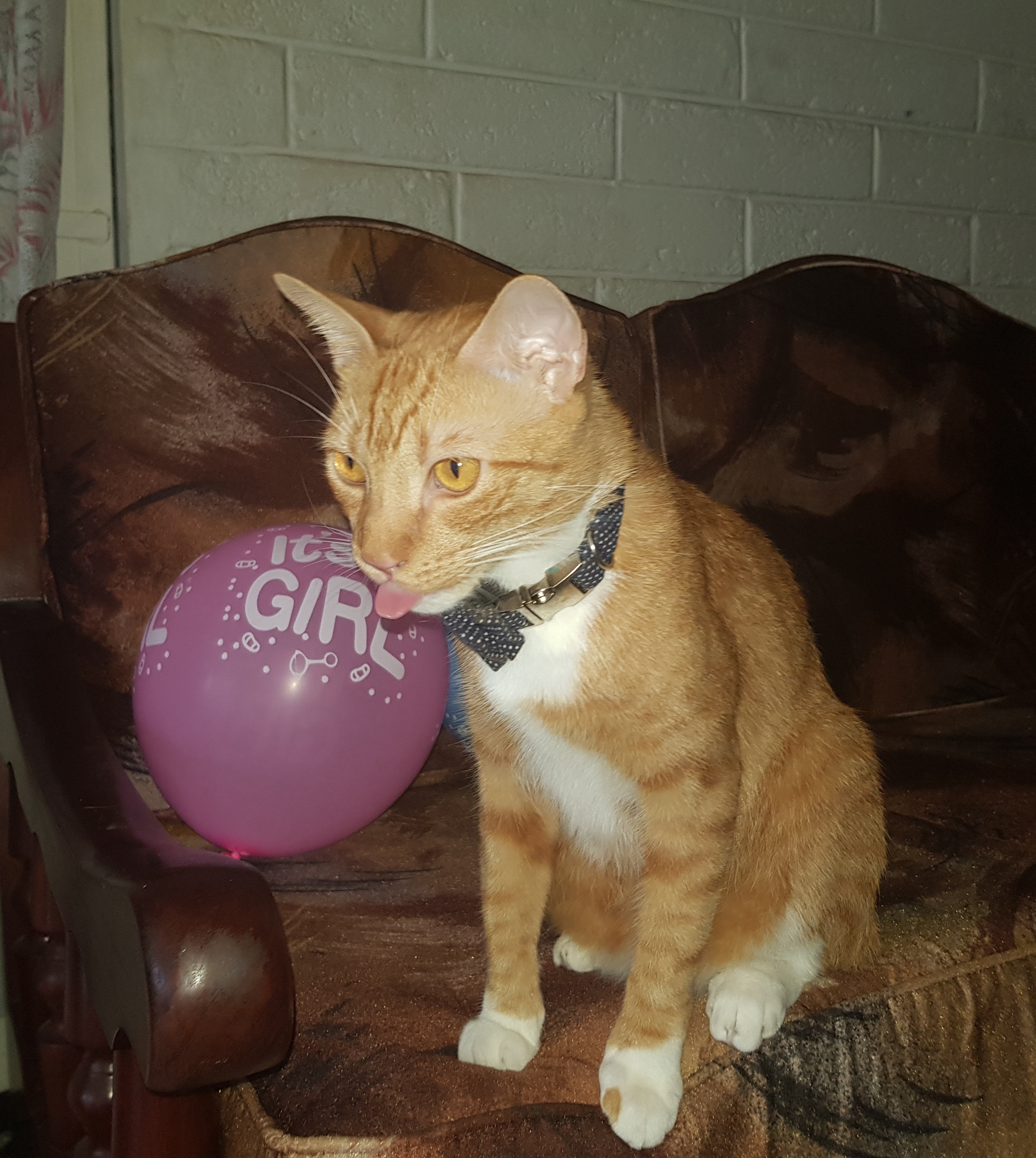 Cat Named Cheeto Dacutecat Hosts Gender Reveal Party For Foster Kittens, And It’s Too Cute For Words