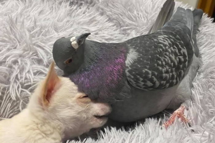 Meet Herman, The Flightless Pigeon And His Best Friend Lundy, The Chihuahua Who Can't Walk Meet Herman, The Flightless Pigeon And His Best Friend Lundy, The Chihuahua Who Can't Walk
