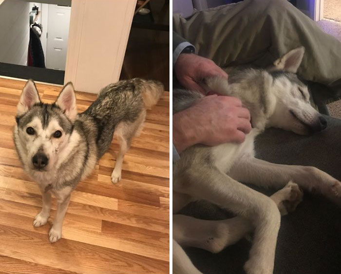 Rescued Last Night, Settled In 2 Hours Later And Slept With Me All Night