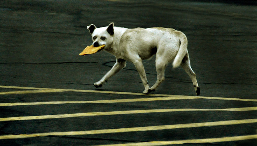 Lucky Hobo Redding, California