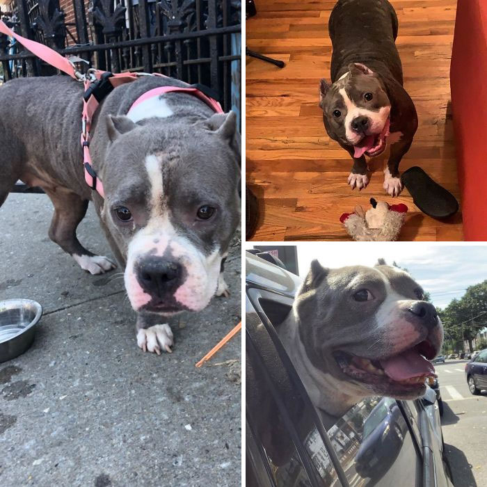 Ruth Was Used For Breeding And Then Dumped. She Had Soft, Tender Paws From Being Locked Up All The Time And Was Found Tied To A Fence In The July Heat. I Was Honestly A Little Afraid At First But She Is So Docile And Sweet. She Was Adopted By People Who Love And Spoil Her. Her Face Says Everything