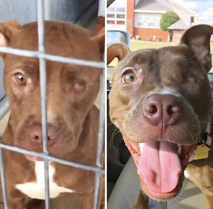 Thought I’d Share My Friend’s Facebook Post. Here Is Lucy A Few Months After Adoption!