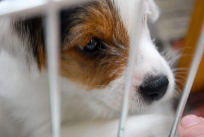 Animals That Were Used For Drug Testing Can Now Be Adopted Instead Of Euthanized Animals That Were Used For Drug Testing Can Now Be Adopted Instead Of Euthanized