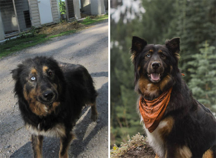 Suffering From Mange And Unable To Take Care Of Her Puppies To Romping In The Cascade Mountains And A Closet Full Of Bandanas In Every Color