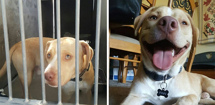 Meet Finn. Nothing But Smiles The Day We Brought Him Home