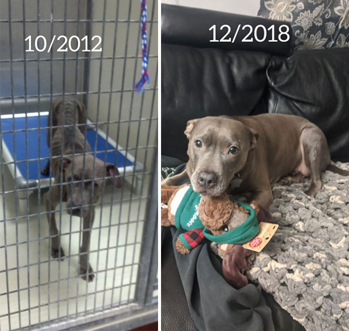 Adoption Day vs. Today. She Has Come A Long Way And Is Spoiled Rotten