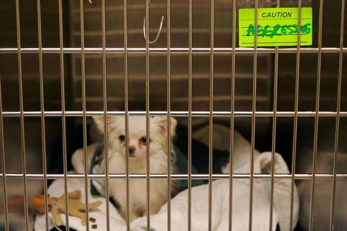 Animals That Were Used For Drug Testing Can Now Be Adopted Instead Of Euthanized Animals That Were Used For Drug Testing Can Now Be Adopted Instead Of Euthanized