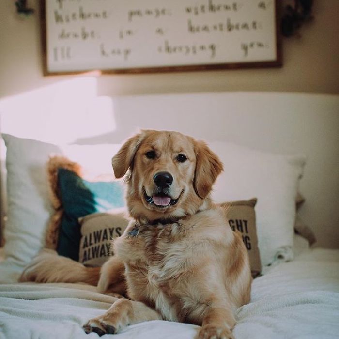 Doggo Waits Every Day To Get A Hug From His Favorite Mailman Doggo Waits Every Day To Get A Hug From His Favorite Mailman