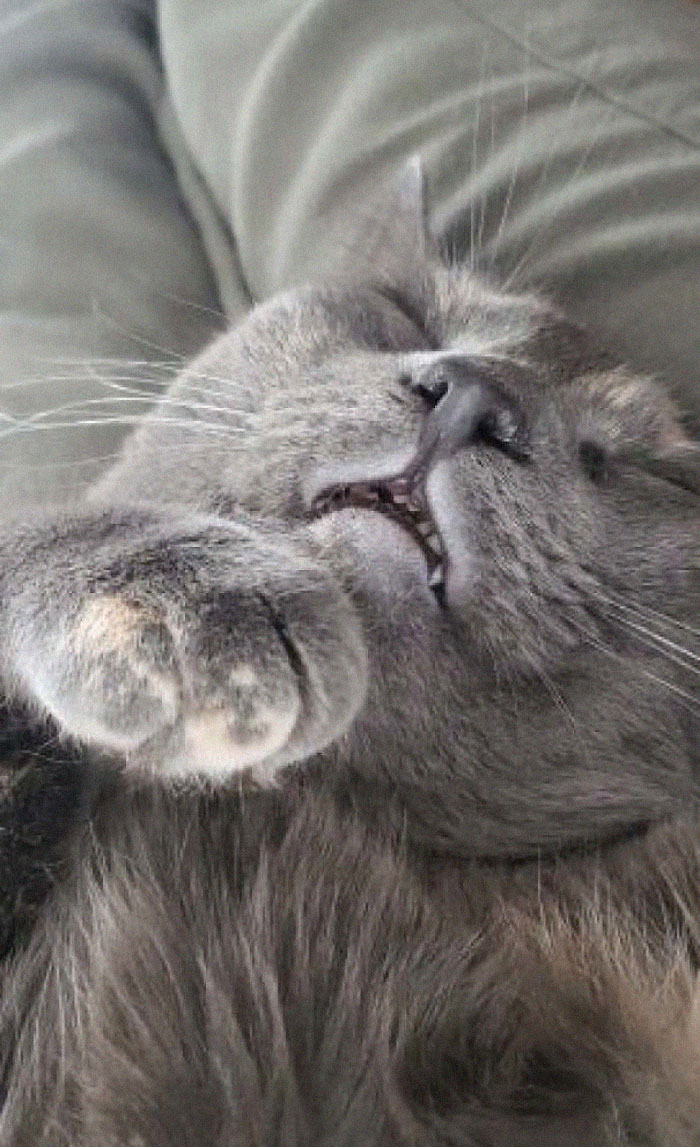 Our Rescue Cat Dori Cuddling On My Girlfriends Lap