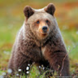 marynhjermstad avatar