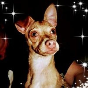 lindaleakimble avatar