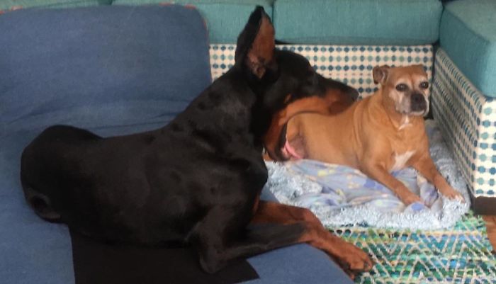 I Laughed Way Too Hard At This One