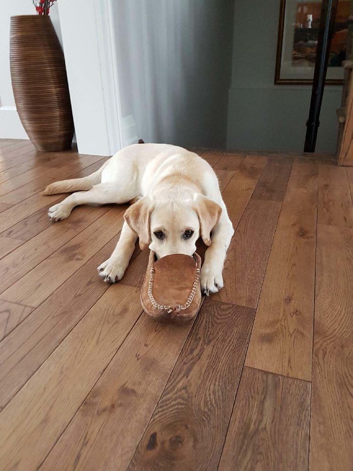 Platypus-Funny-Dog-Pics