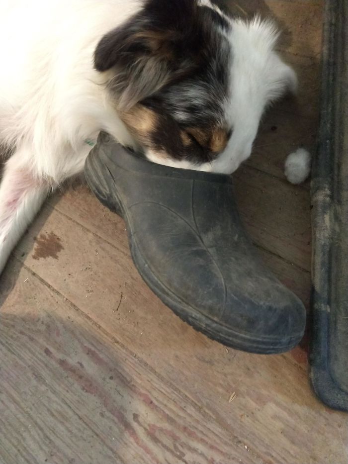 Platypus-Funny-Dog-Pics