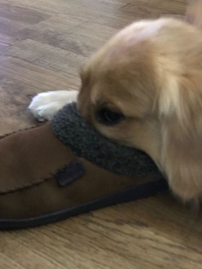 Platypus-Funny-Dog-Pics