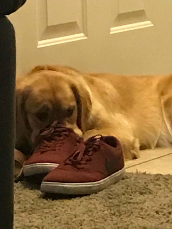 Platypus-Funny-Dog-Pics