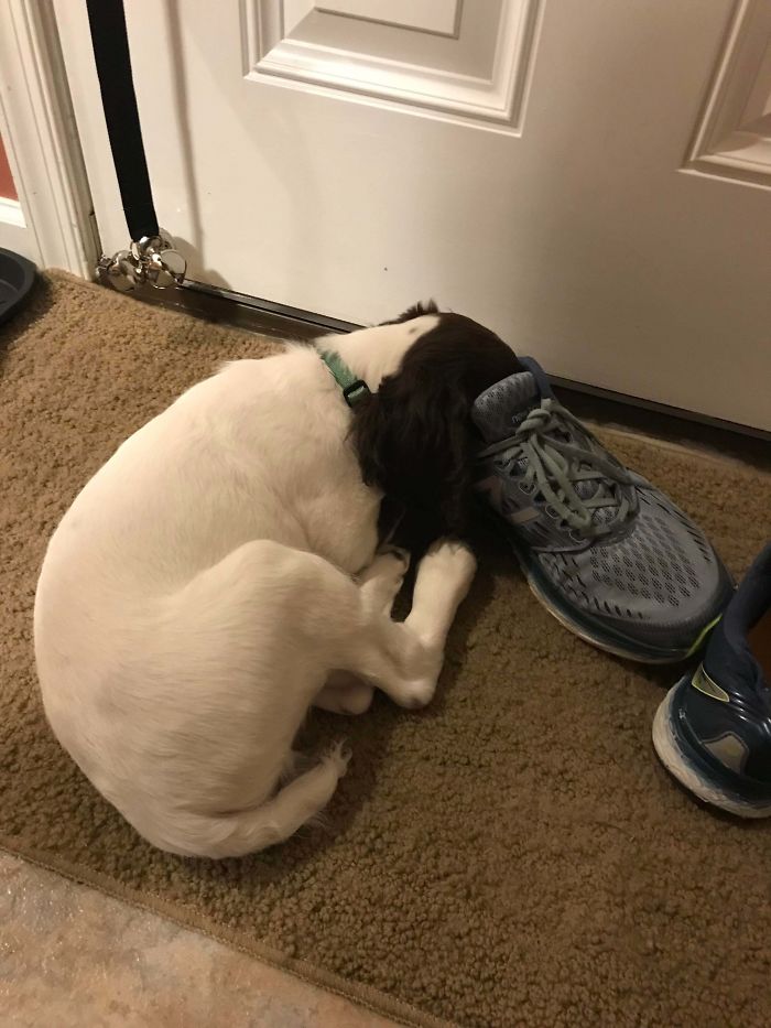 Platypus-Funny-Dog-Pics