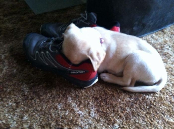 Platypus-Funny-Dog-Pics