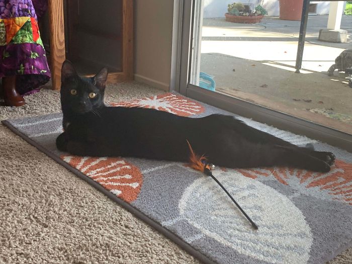 I Have No Idea Why He Lays Like This