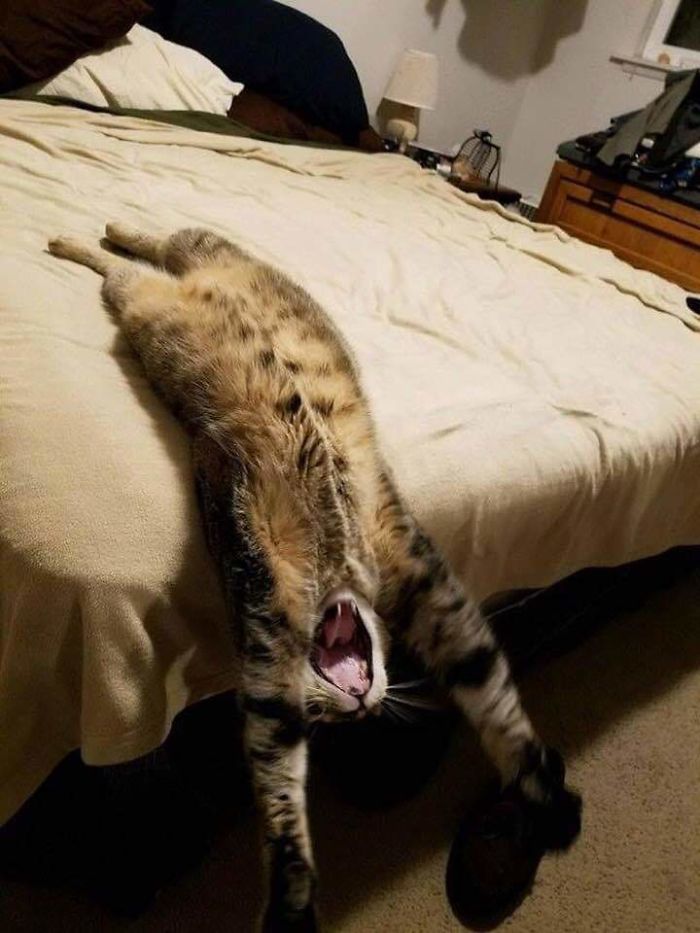 My Aunt's Cat Doin A Big Stretch