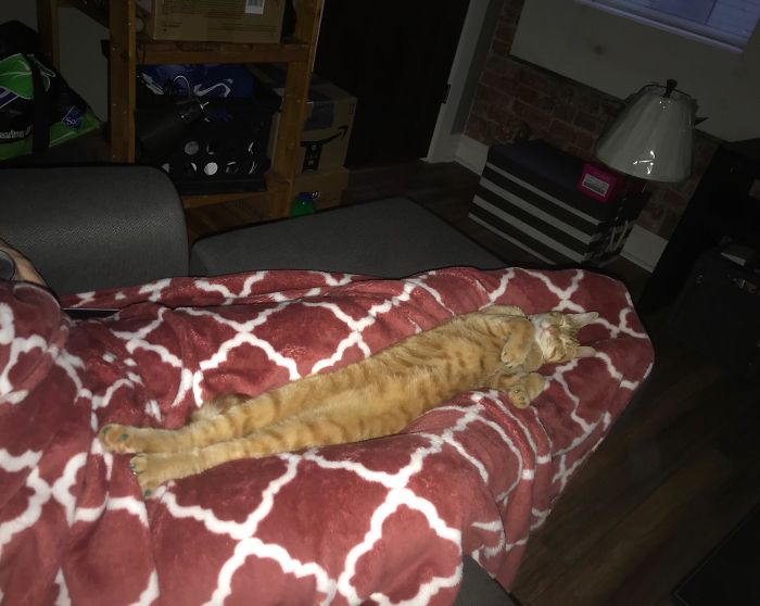 Stage 1 Of The Mummification Process Has Begun, Cat Is In Position