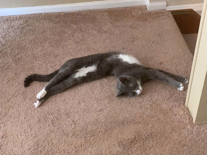 Took Beans To The Vet, And They Confirmed He Is, In Fact, Liquid