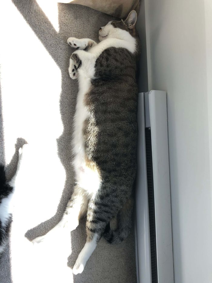 Long Cat Is Long