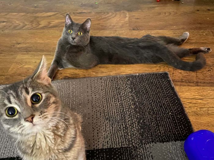 Misty Doing Another Pose But Her Sister Luna Photo Bombed It And Her Face Says It All