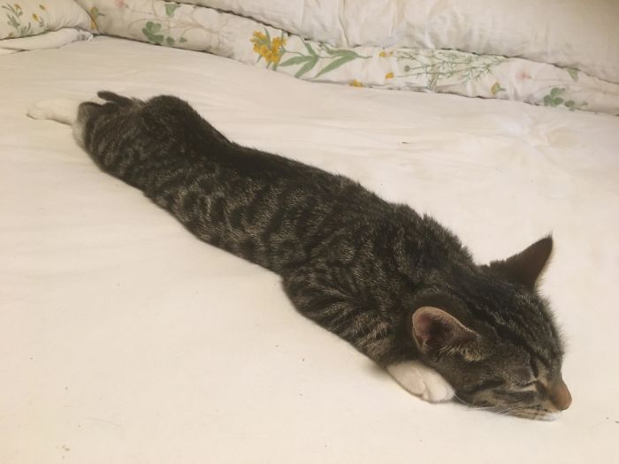 Penny Did Her First Sploot Today