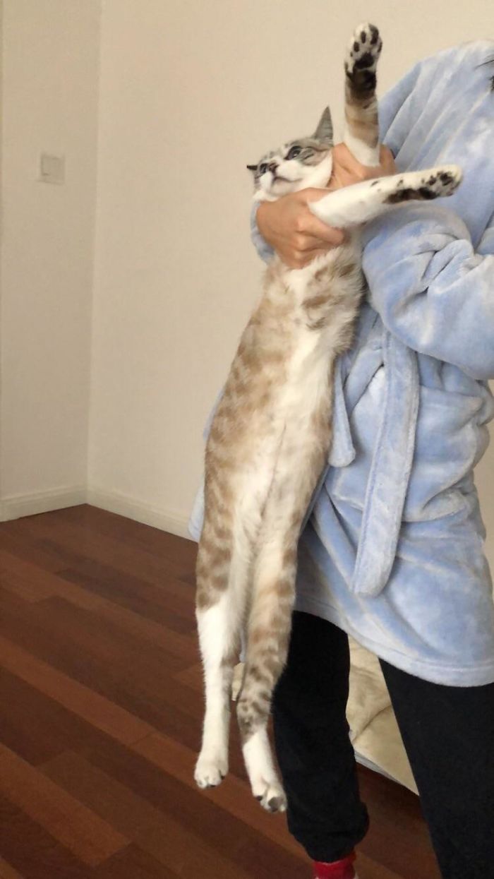 Long Cat
