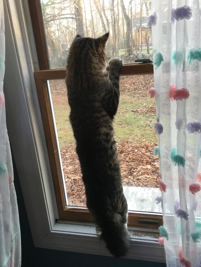 Long Cat