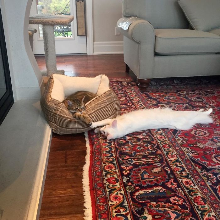 Long Cat Holding Hands