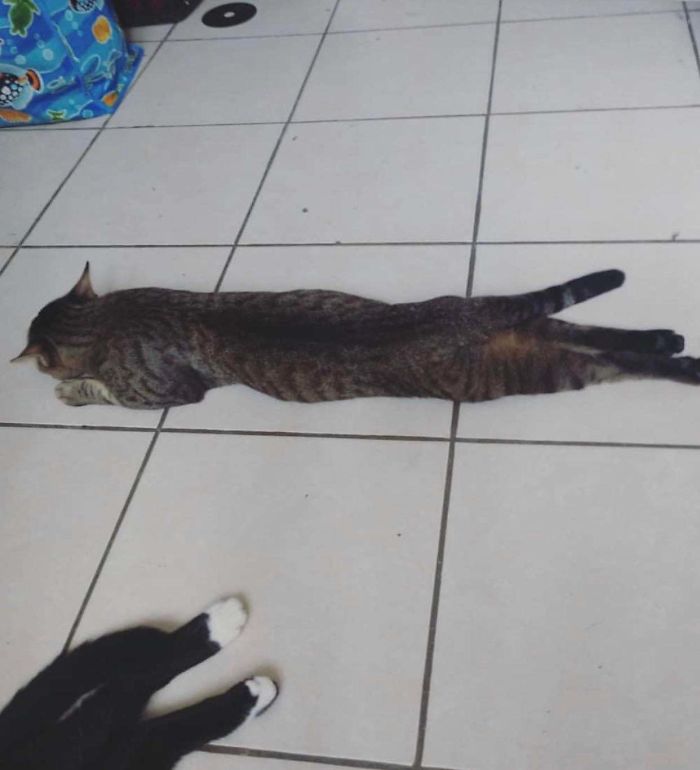 Longcat Is Long