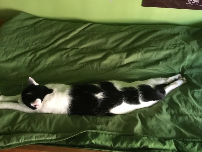 Longcat
