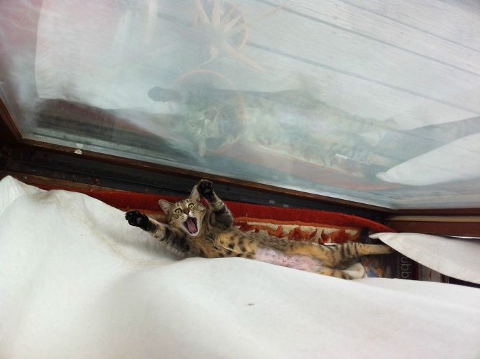 Just Got My Cat Fixed. They Gave Her Some Long-Effect Pain Meds