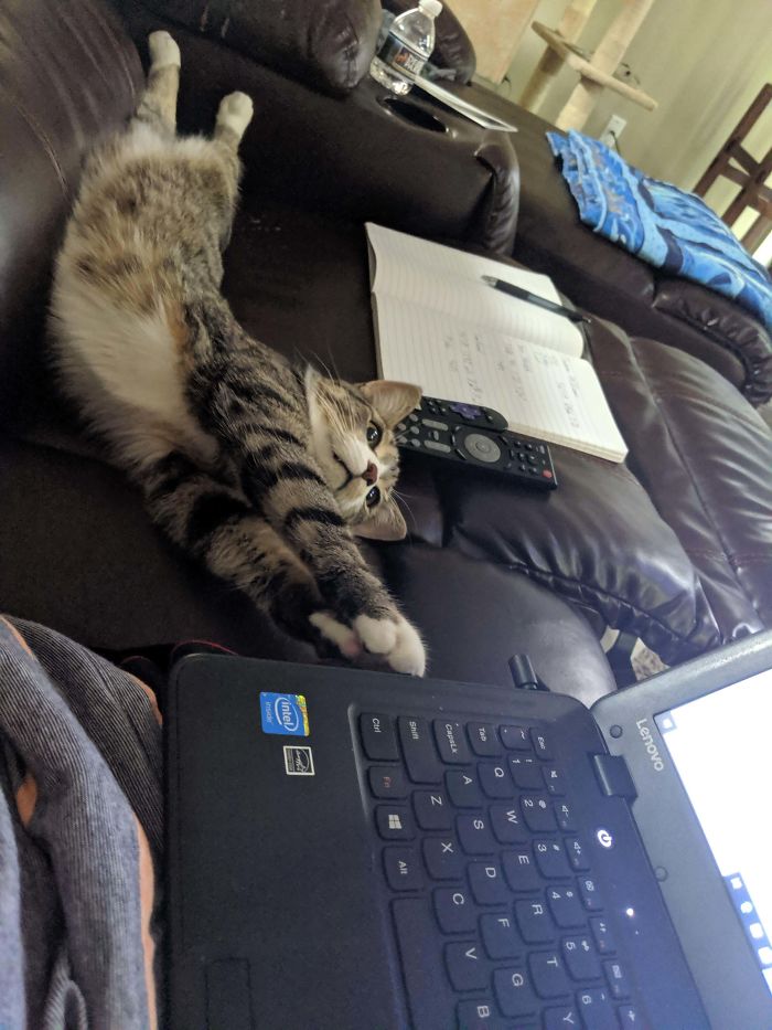 Had To Do Long Distance For 5 Months And Fiancee Took The Cat. Finally Moved In And Socks Hasn't Left My Side. She Has To Be Touching Me At All Times