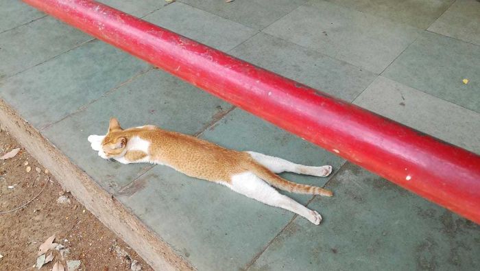 Honey The Cat Sploots