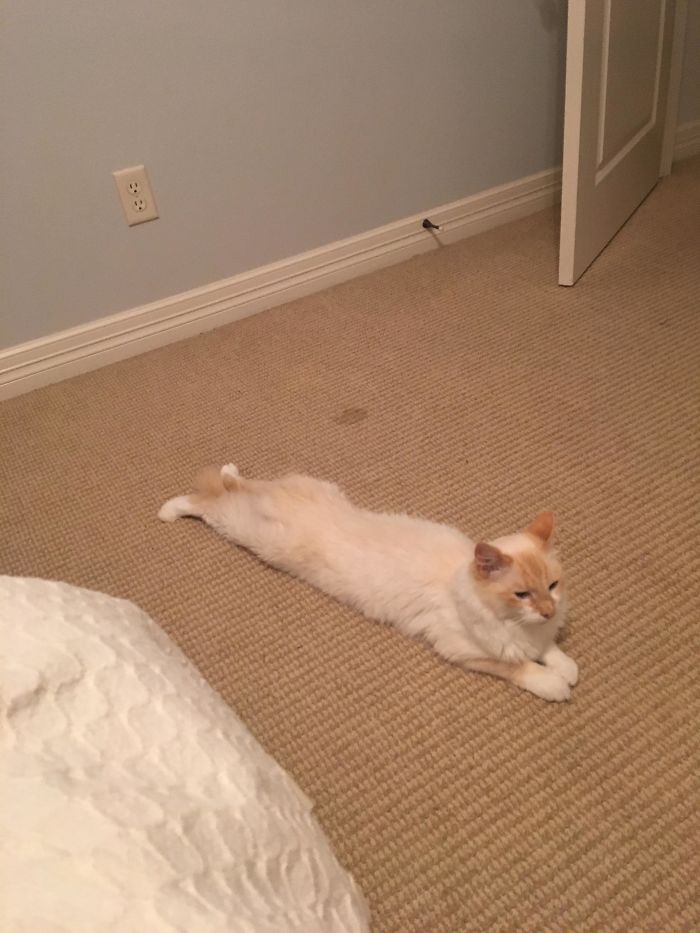 My Newly Adopted Cat, Apollo