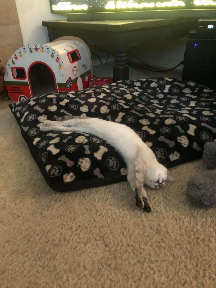 Someone Dumped This Baby On My Boyfriends Parents Porch Right Christmas. She’s Currently Melting By The Fireplace