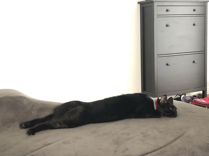 Girl, In Partial Longcat Mode