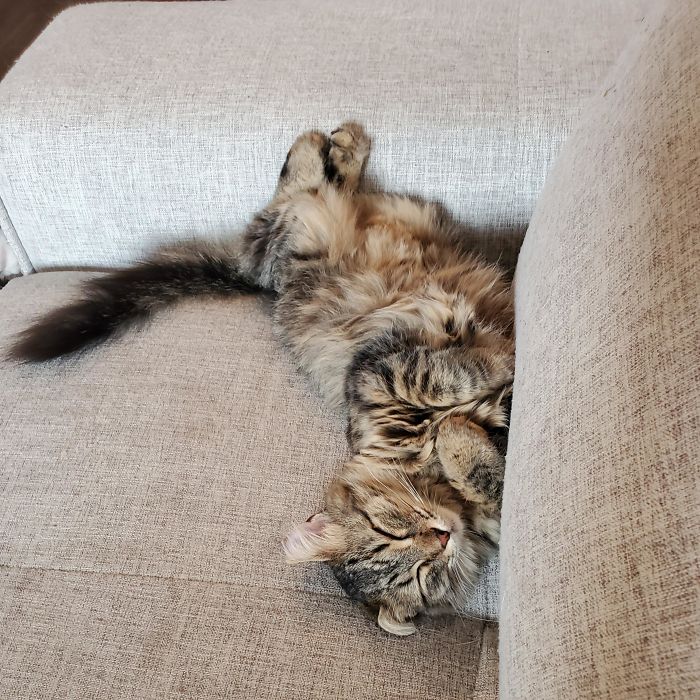 We Adopted This Little One From The Shelter Recently. I Think She's Feeling Right At Home