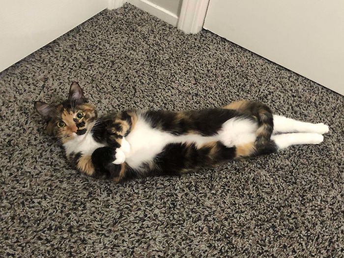 Always Watching Me Get Ready In The Morning With Curled Feetsies