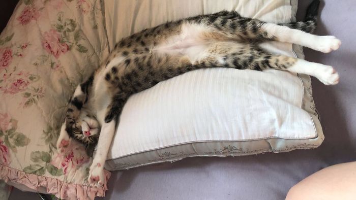 She Straightens All Her Feetsies When She Sleeps