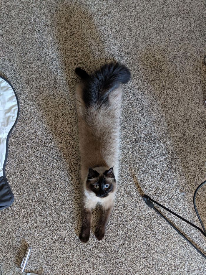 Cleo Just Got Her Laser Exercise