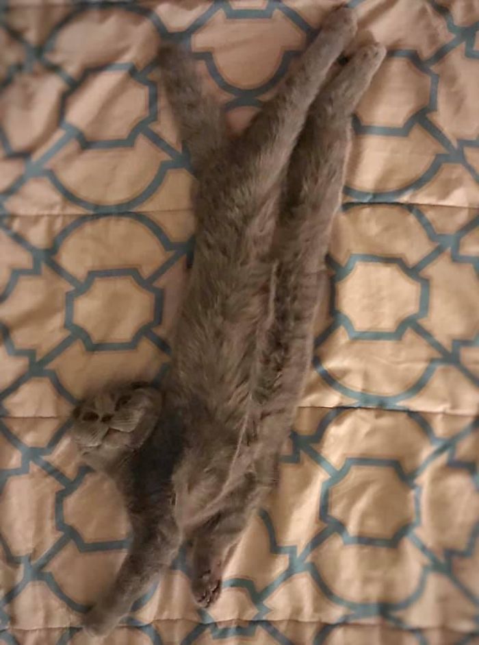 This Is Not A Stretch, He Is Just Laying Like This