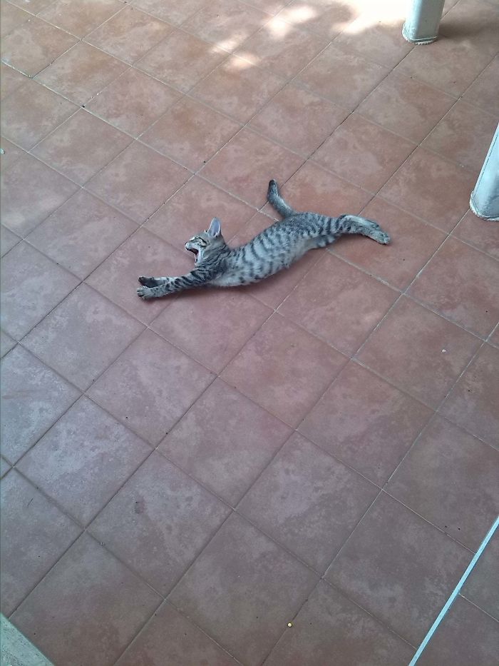 She's Blind And Has A Crooked Tail But She Is The Most Adventurous Cat I Know... Meet Bocella (Yawning And Stretching!)