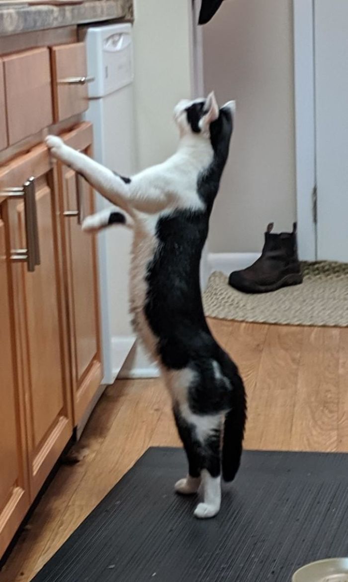 Mr. Whig Does Stretchies